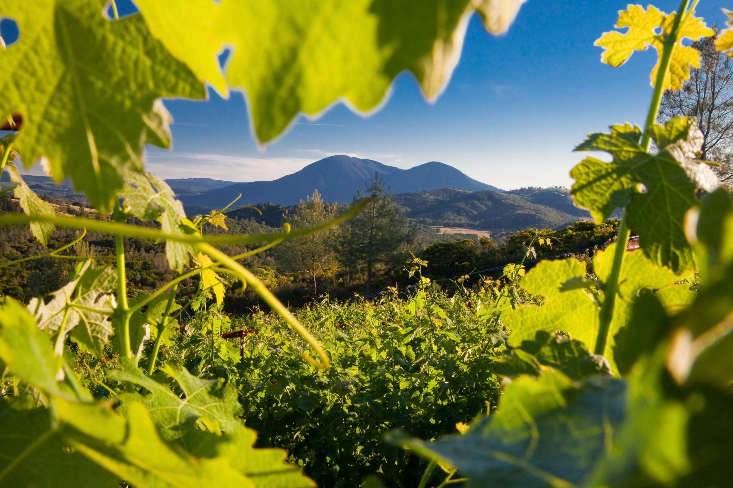 2026 Conference — www.volcanicwinesinternational.com